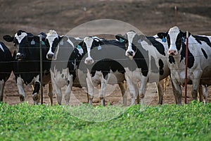 Cattle farm. Dairy cows Cowshed in a farm.