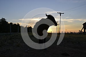 Cattle and coffee farm in the interior of Brazil, with ox grazing at sunset, Brazil, South America