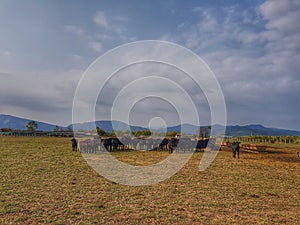 Cattle farm in Laos