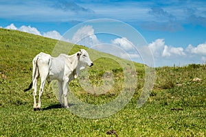 Cattle farm montain pecuaria brazil