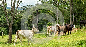 Cattle farm montain pecuaria brazil