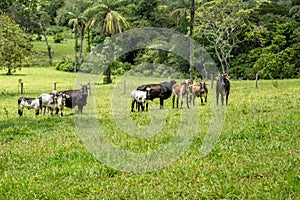 Cattle farm montain pecuaria brazil photo