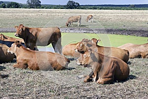 Cattle on a farm near Ceres