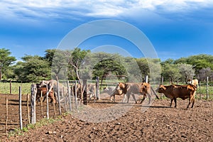Cattle on a farm north of Otjiwarongo, Namibia