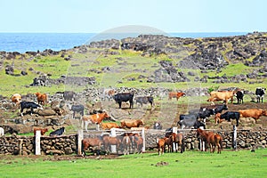 Cattle Farm on the Pacific Ocean Coast, Easter Island, UNESCO World Heritage Site of Chile