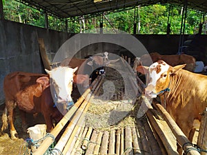 cattle on the farm are ready to be slaughtered for Eid al-Adha