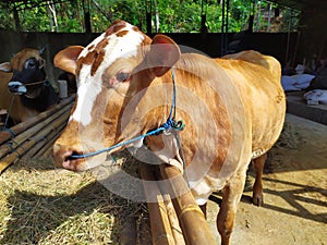 cattle on the farm are ready to be slaughtered for Eid al-Adha