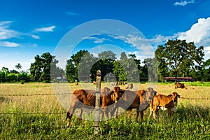 Cattle in farm