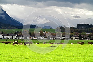 Cattle farming at alpine town in fall