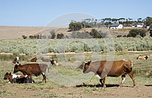 Cattle farming in the Overberg region South Africa