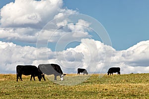 Cattle Feeding in a pasture in the Idaho mountains