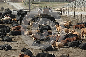 Cattle Feed Lot photo