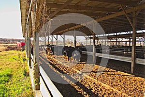 Cattle Feed Lot Near Courtland, Virginia