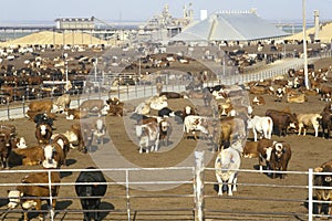 Cattle feed lots