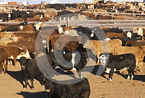 Cattle in feed lots, CO