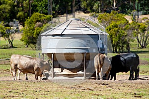 Cattle Feeder Silo