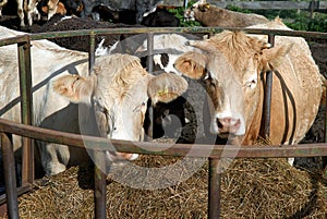 Cattle Feeding.