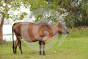 Cattle feeding ranch