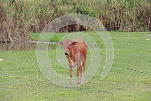 Cattle feeding ranch