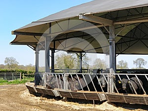 Cattle feeding station