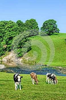Cattle in feild next to River Bela in Cumbria, England photo