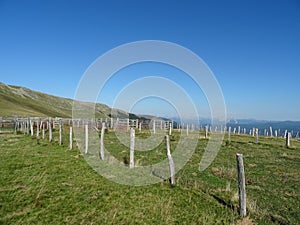 Cattle fence