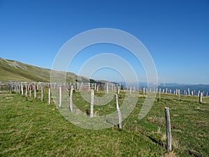 Cattle fence photo