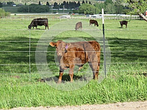 Cattle in fenced pasture