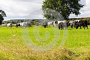 Cattle in Field