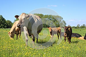 Cattle in a field