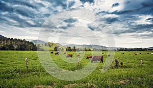 Cattle in a Field