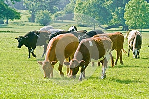 Cattle in field photo