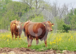 Cattle in field