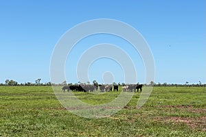 Cattle in Field eating grass