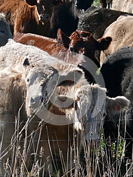 Cattle in a field near Forbes, NSW