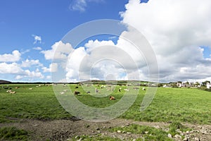 Cattle in a field near Port Erin on the Isle of Man