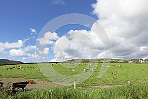 Cattle in a field near Port Erin on the Isle of Man