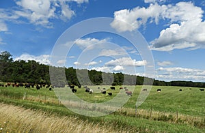 Cattle field by Penn Yan NY in the FingerLakes photo