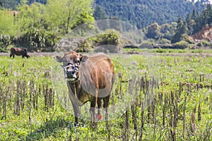 Cattle in the field sunnny