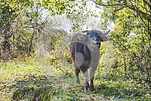 Cattle in the field sunnny