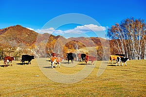 The cattle on the foot of a hill