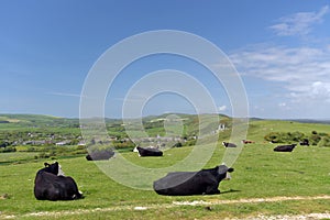 Cattle on footpath above Corfe Castle