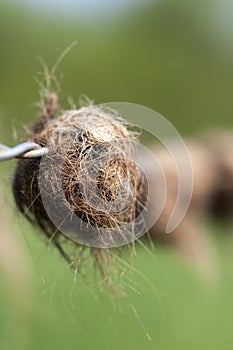 Cattle fur - Barbed Wire