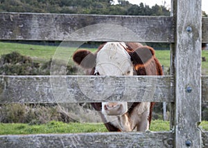 Cattle through gate.