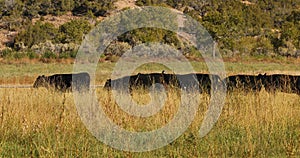 Cattle in grass meadow mountain valley irrigation 4K