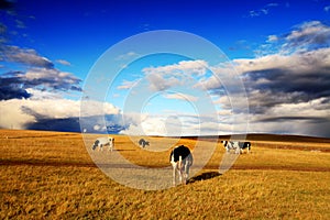 Cattle in the grassland.