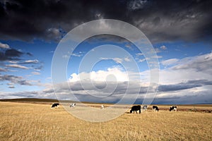 Cattle in the grassland.