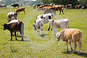Cattle and grassland