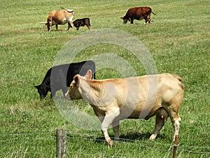 Cattle graze in Amish country Penn Yan NYS