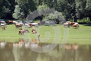 Cattle graze on the banks of the Sava River at Lonjsko Polje, Croatia